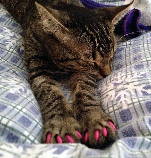 How to Prevent Purrdy Paws Nail Caps from Falling off my ...