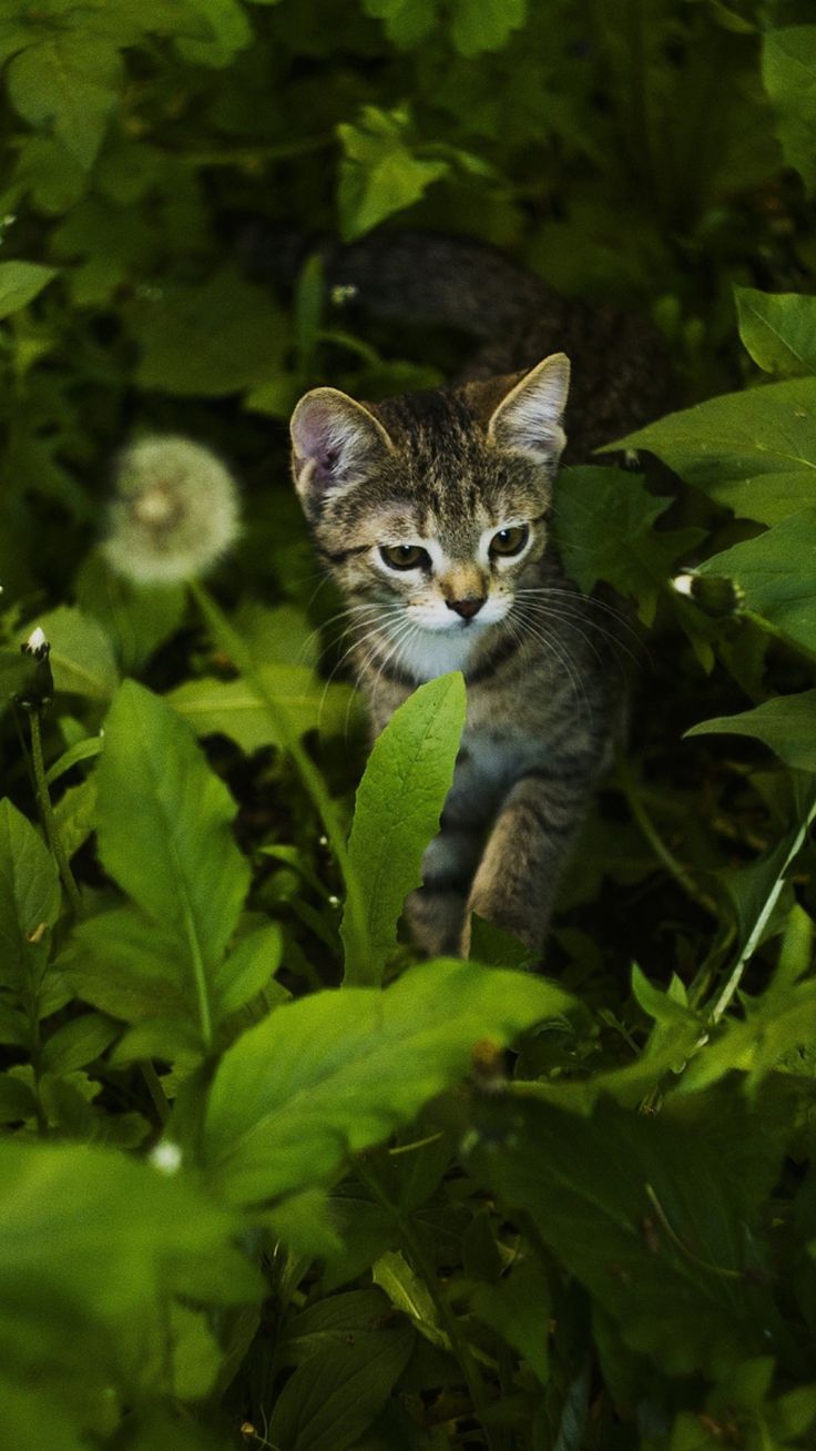 How To Stop Stray Cats Pooping In Your Backyard
