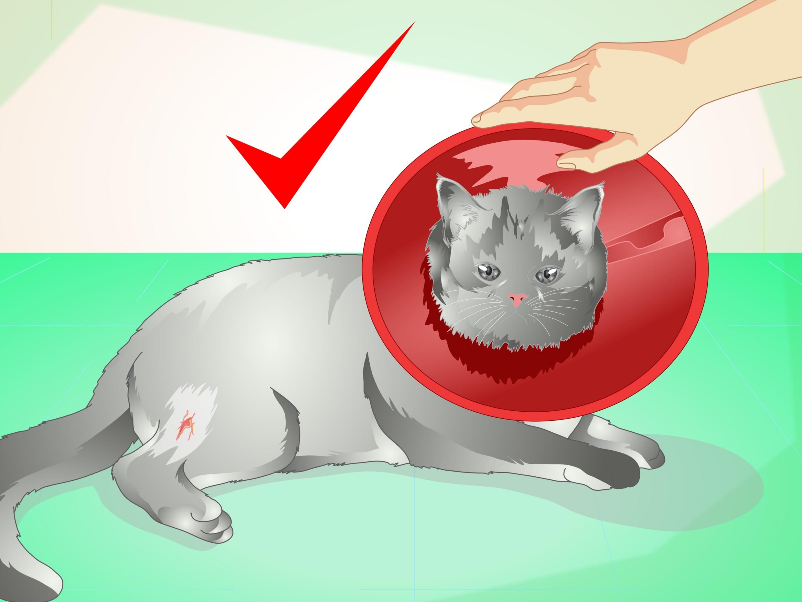 How to Treat an Abscess on a Cat: 11 Steps (with Pictures)