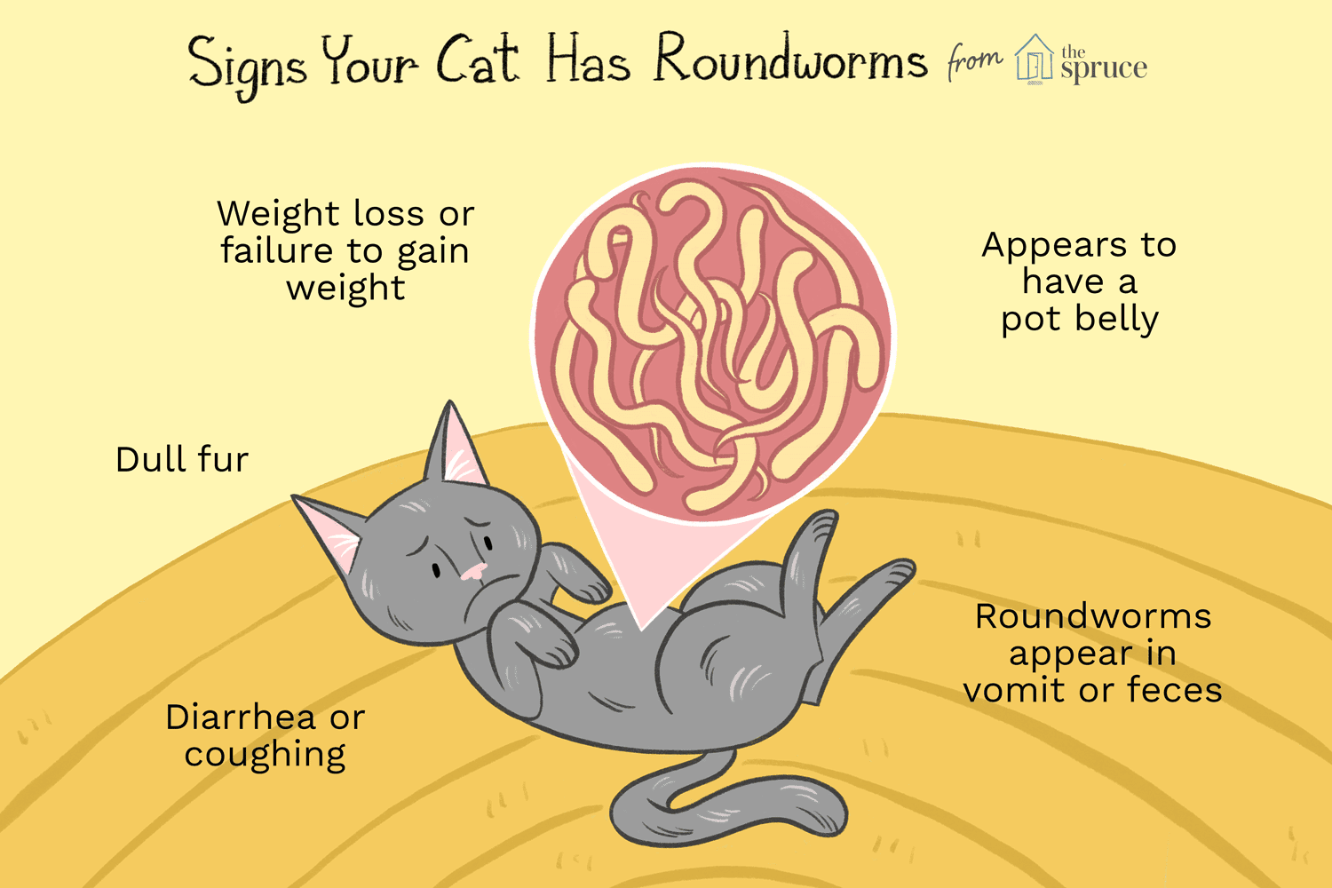 How to Treat Roundworms in Cats