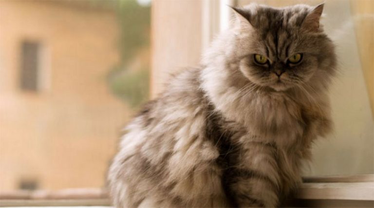 Indoor Cats Need to Flea Prevention Too! â AMC Blog