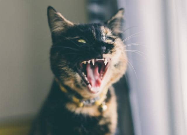 Interesting Facts About Cat Teeth