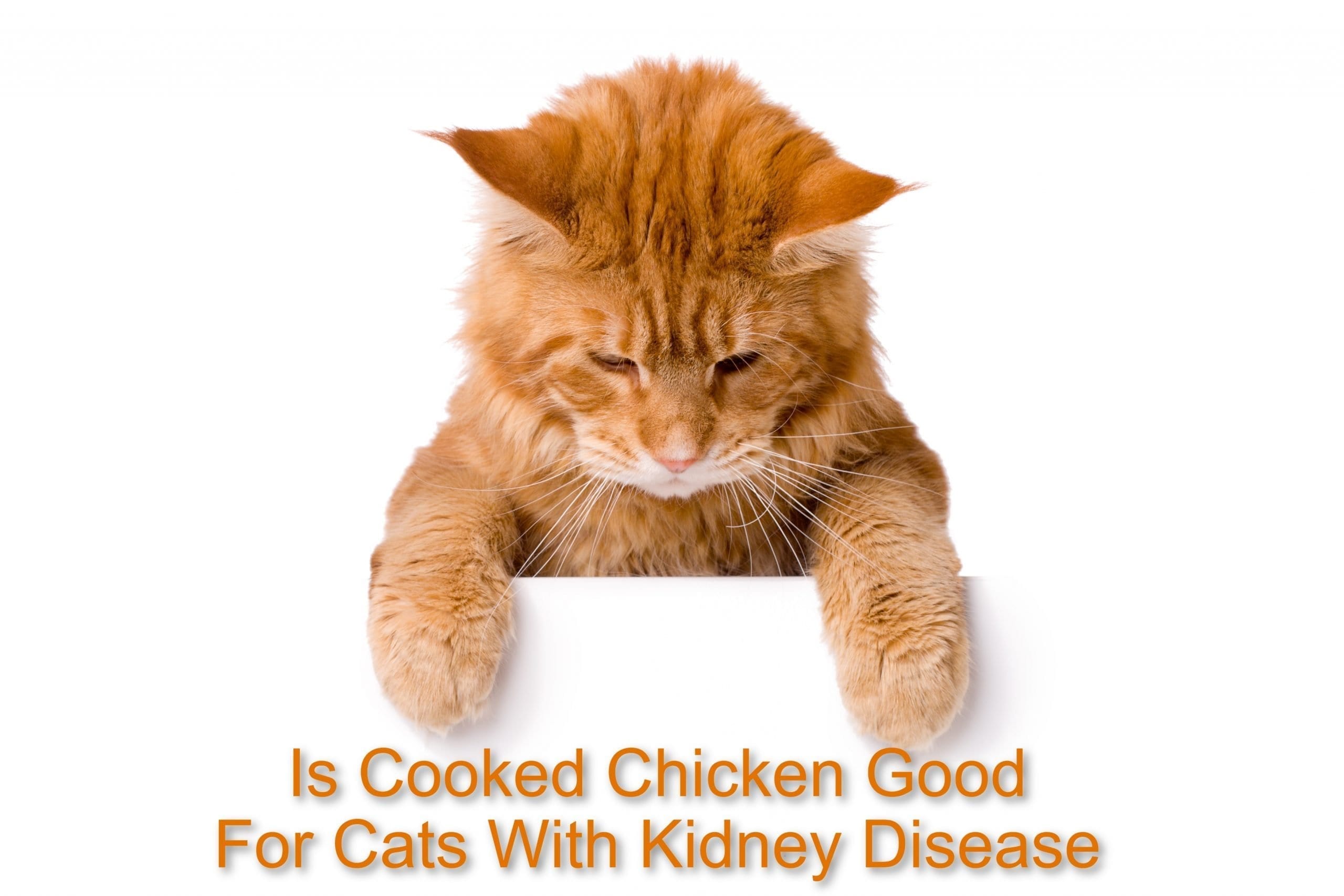 Is Cooked Chicken Good For Cats With Kidney Disease ...