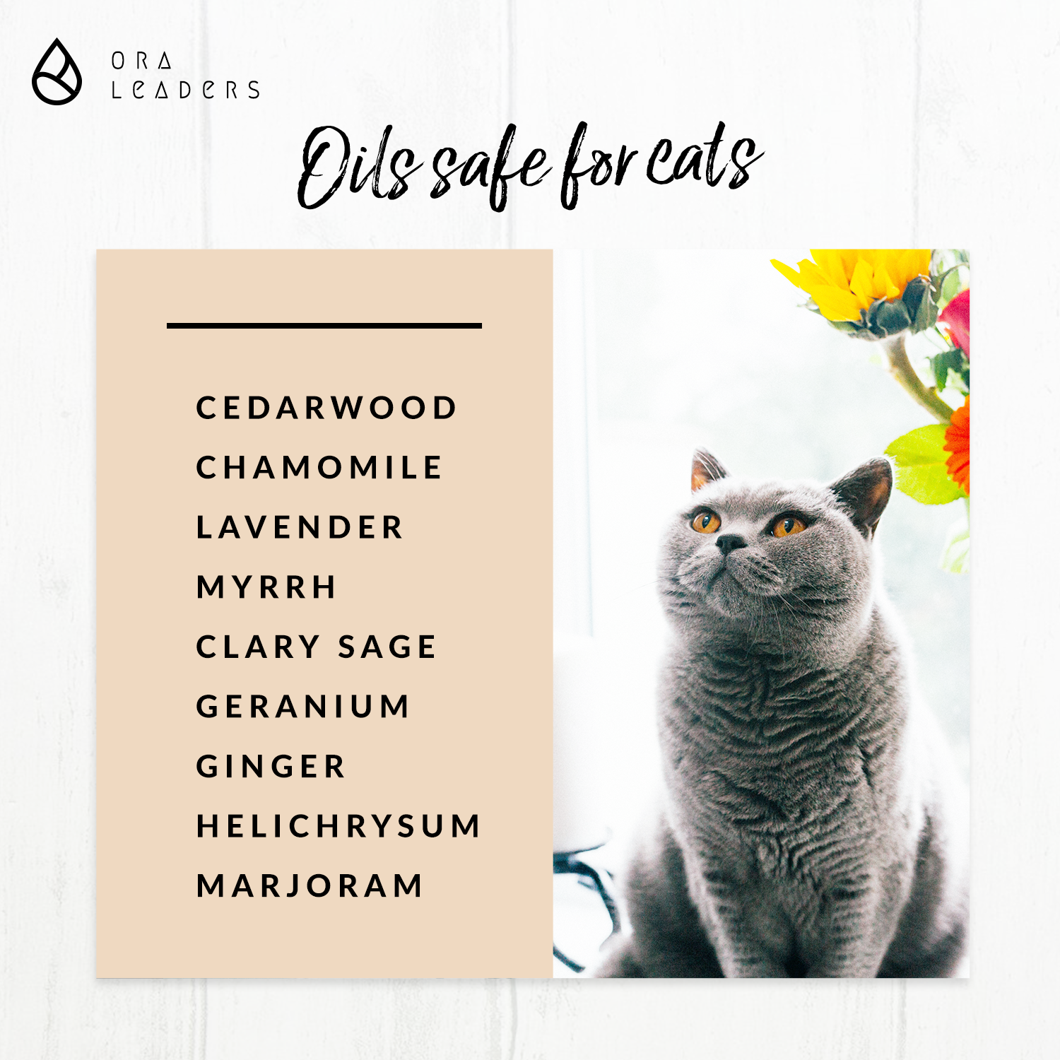 Oils safe for cats