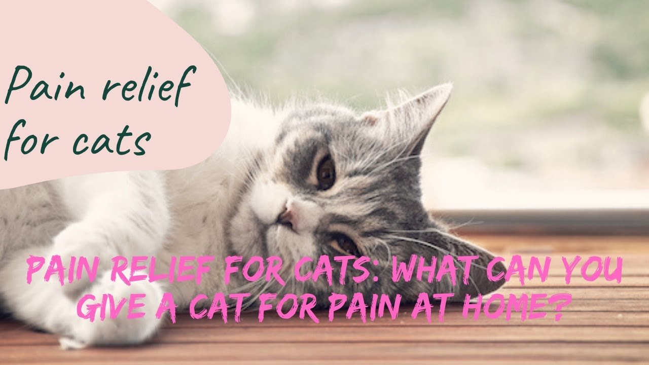 Pain relief for cats