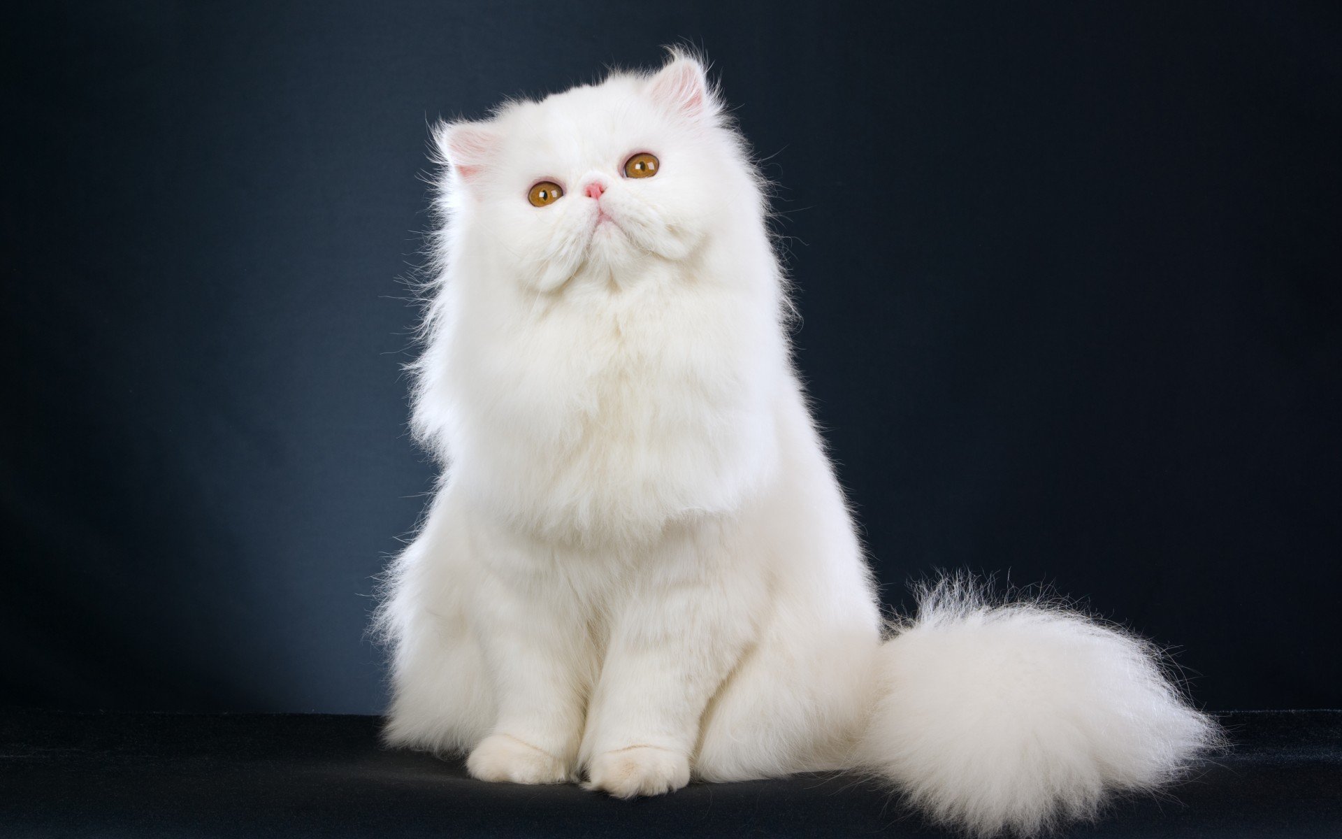 Persian Cat History, Personality, Appearance, Health and ...