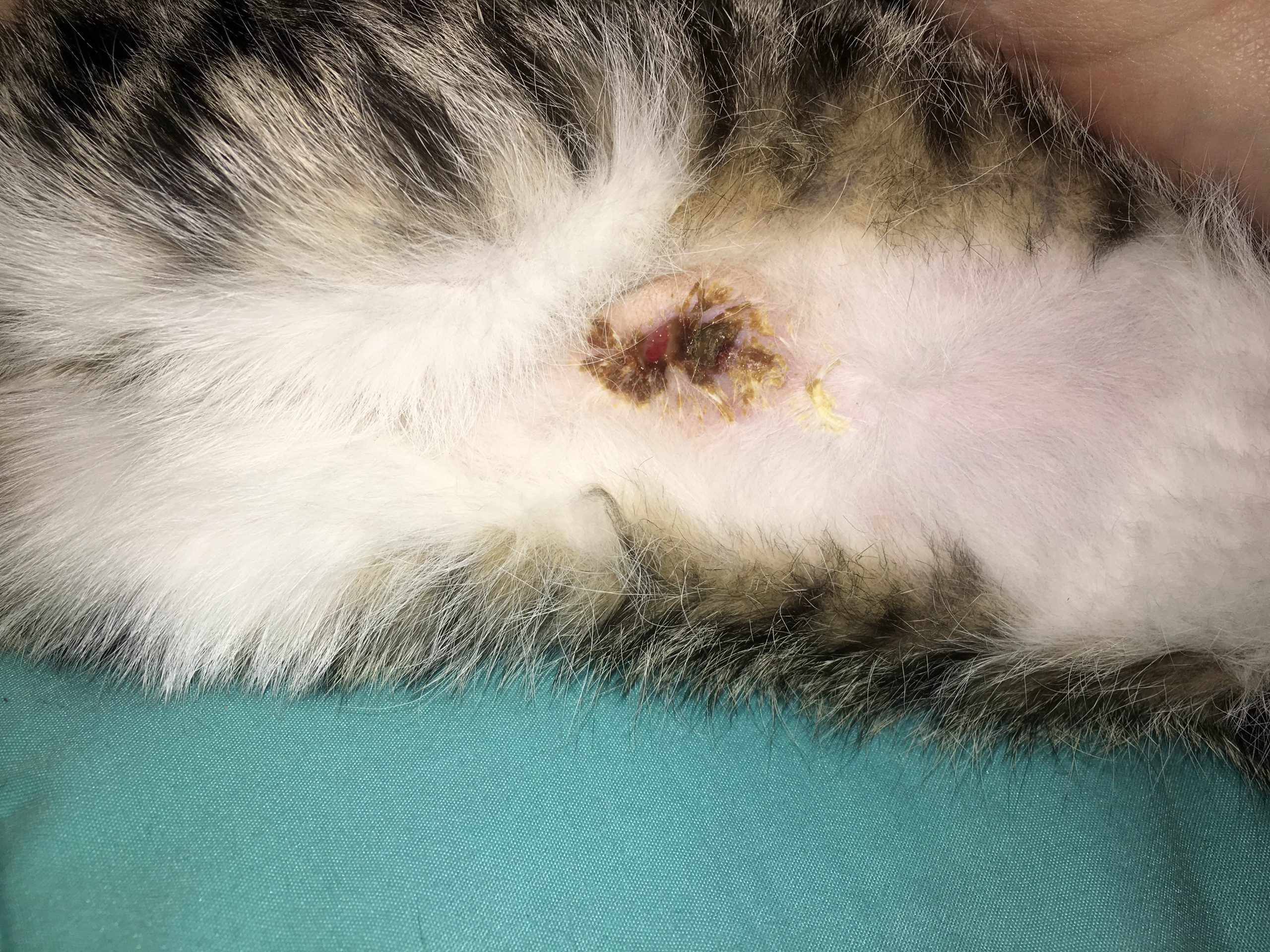 Spay Incision Infected.