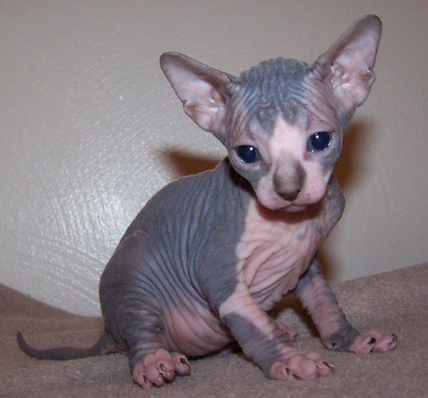 Sphynx Kittens : Biological Science Picture Directory ...