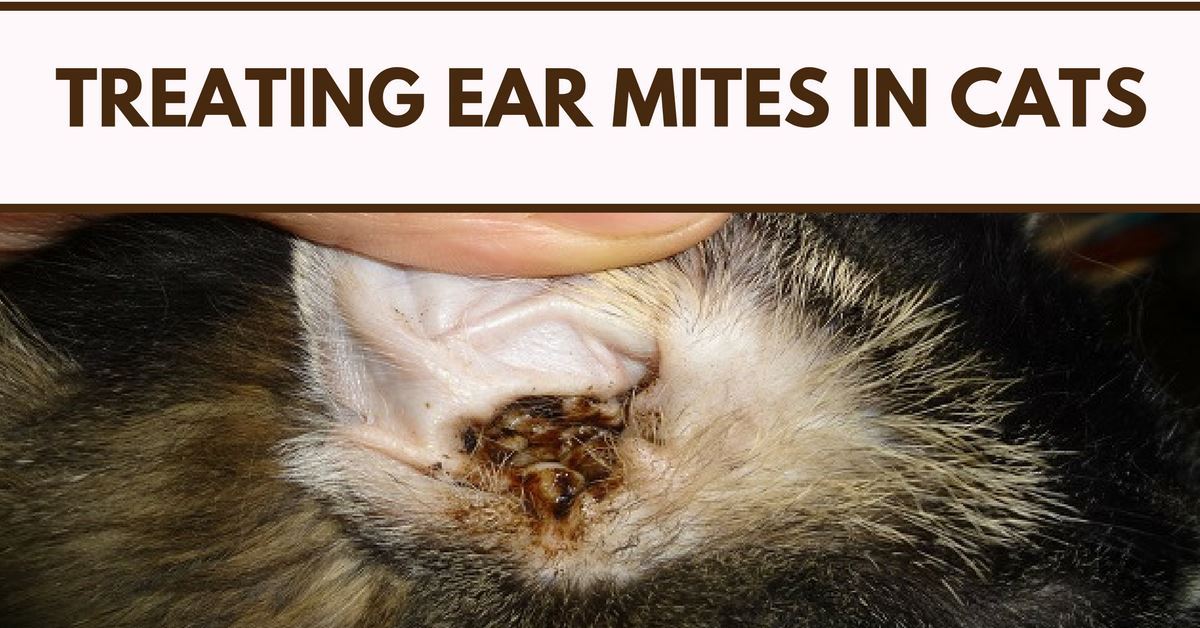Treating Ear Mites In Cats