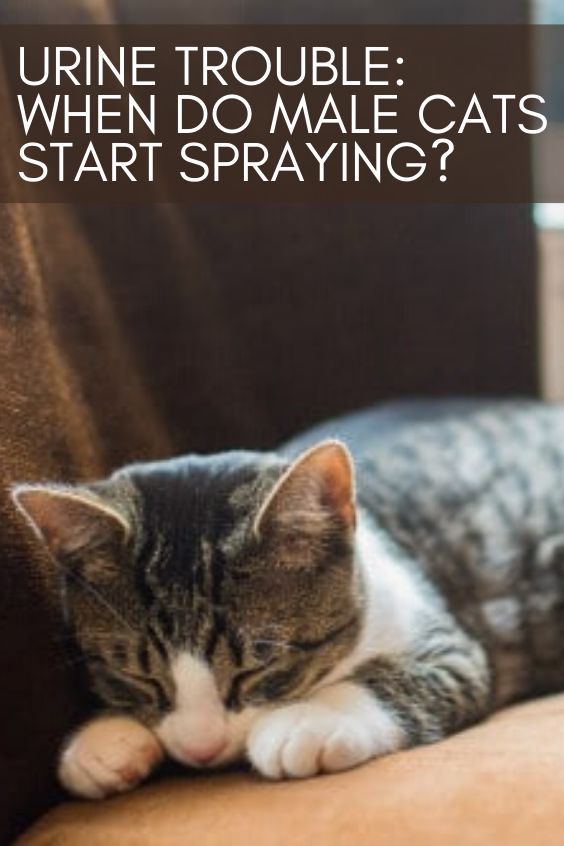 Urine Trouble: When Do Male Cats Start Spraying?