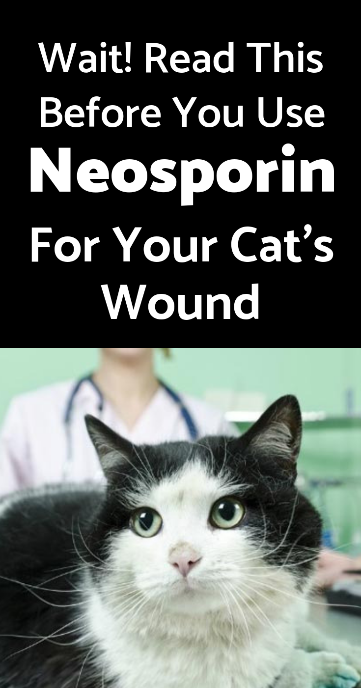Wait! Read This Before You Use Neosporin For Your Cats ...