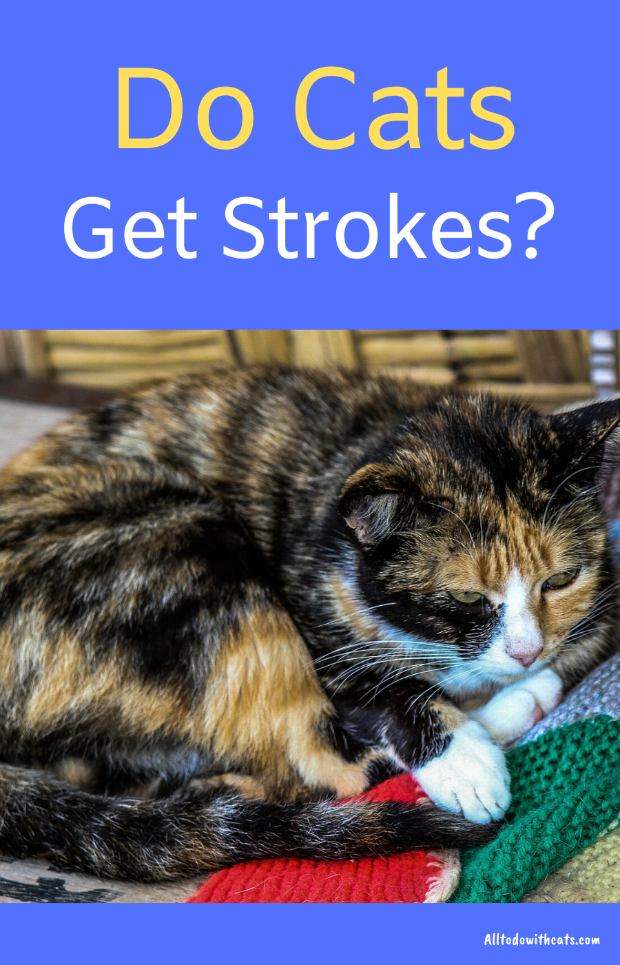 What Are The Signs Of Stroke In Cats And How Is It Treated ...