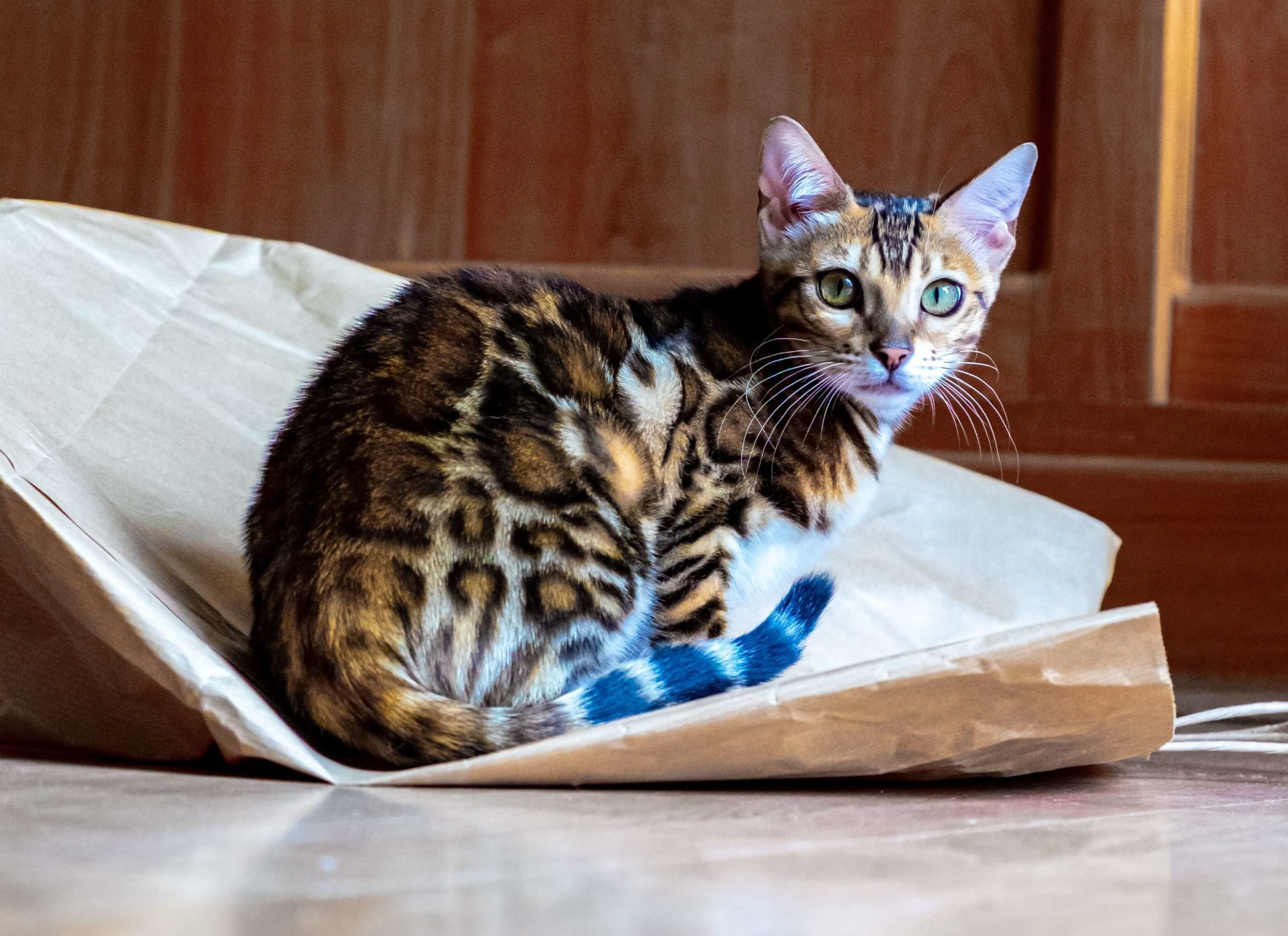 What Do Bengal Cats Look Like?