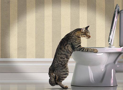 What does it mean if a cat throws up all the time?
