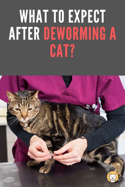 What to Expect after Deworming a Cat