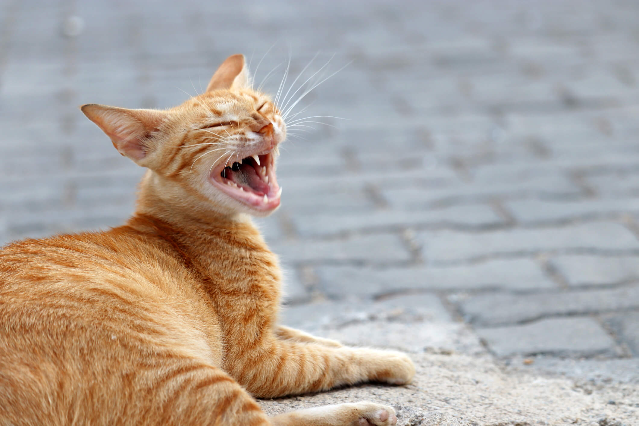 What to Make of Your Cats Repetitive Sneezing