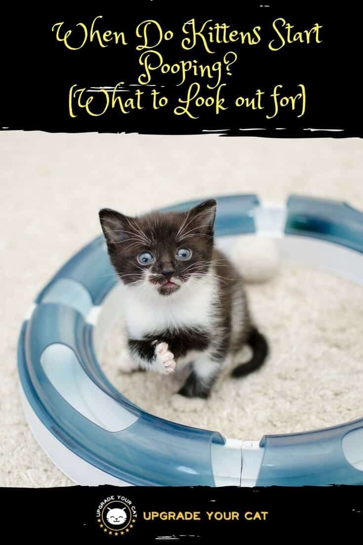 When Do Kittens Start Pooping? (How to Understand ...