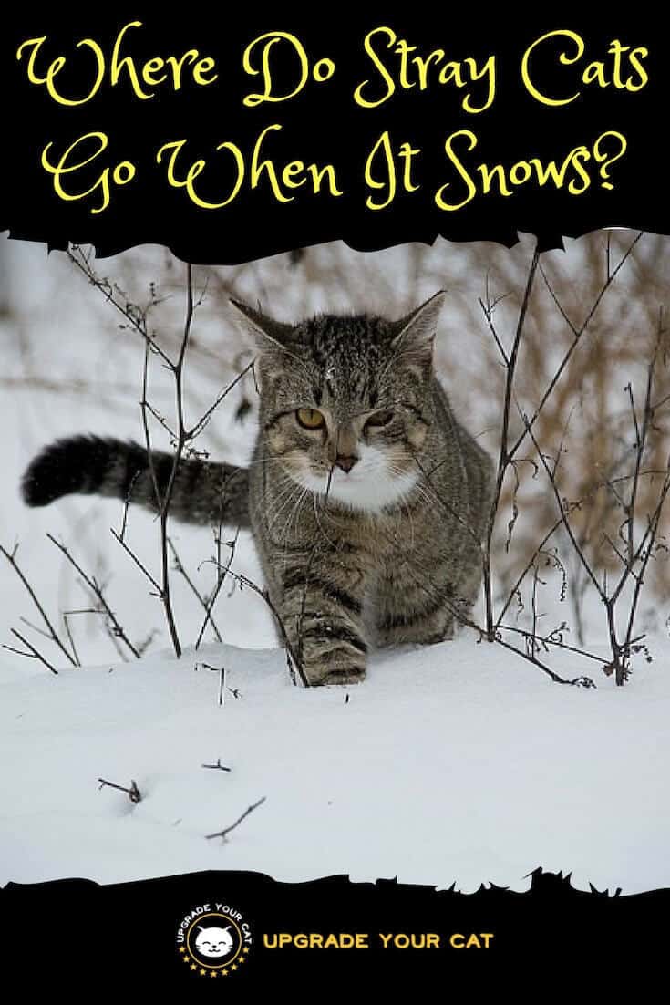 Where Do Stray Cats Go When It Snows?