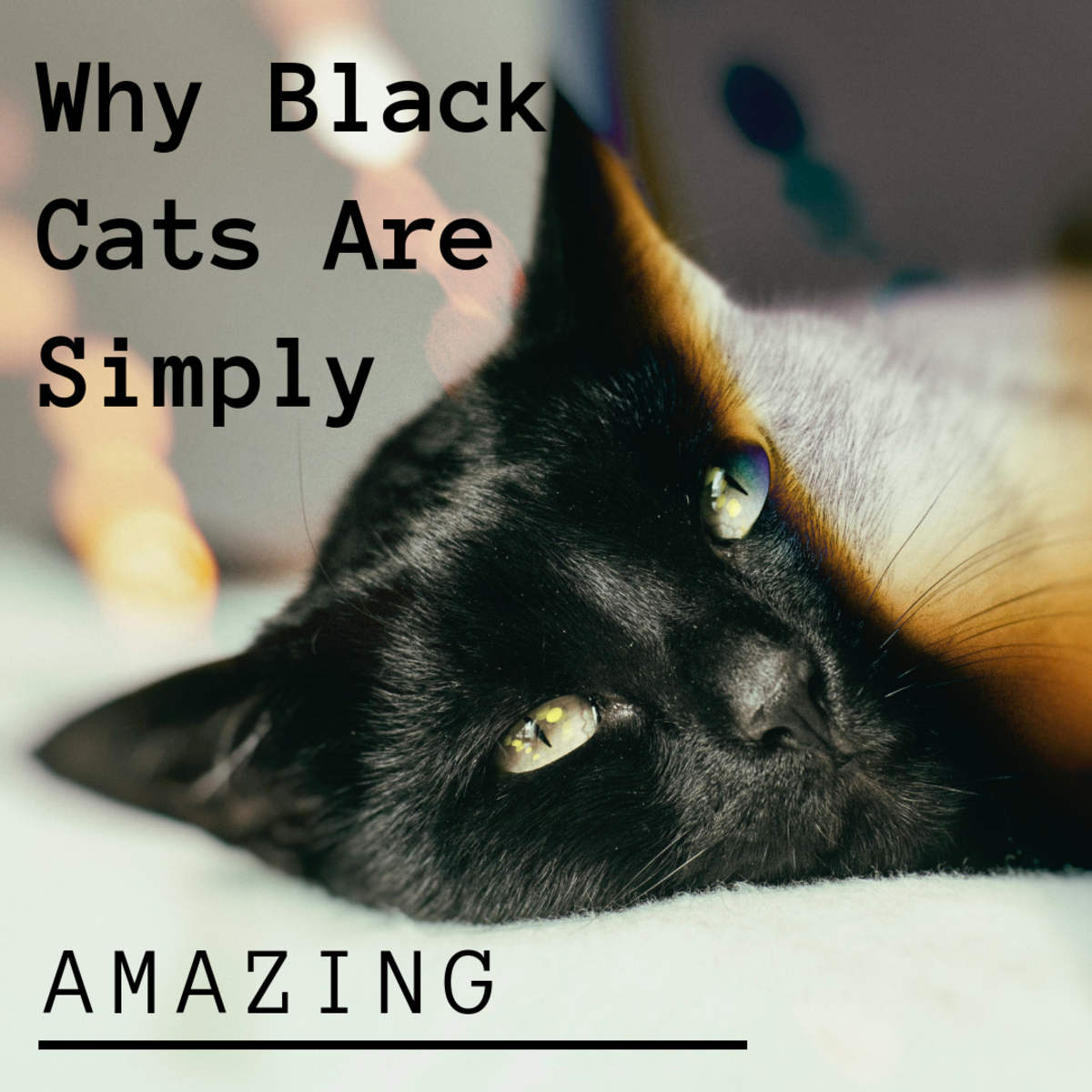 Why Adopt a Black Cat? Black Cat Appreciation Day