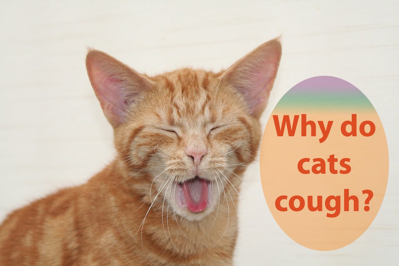 Why do cats cough? Cat coughing causes