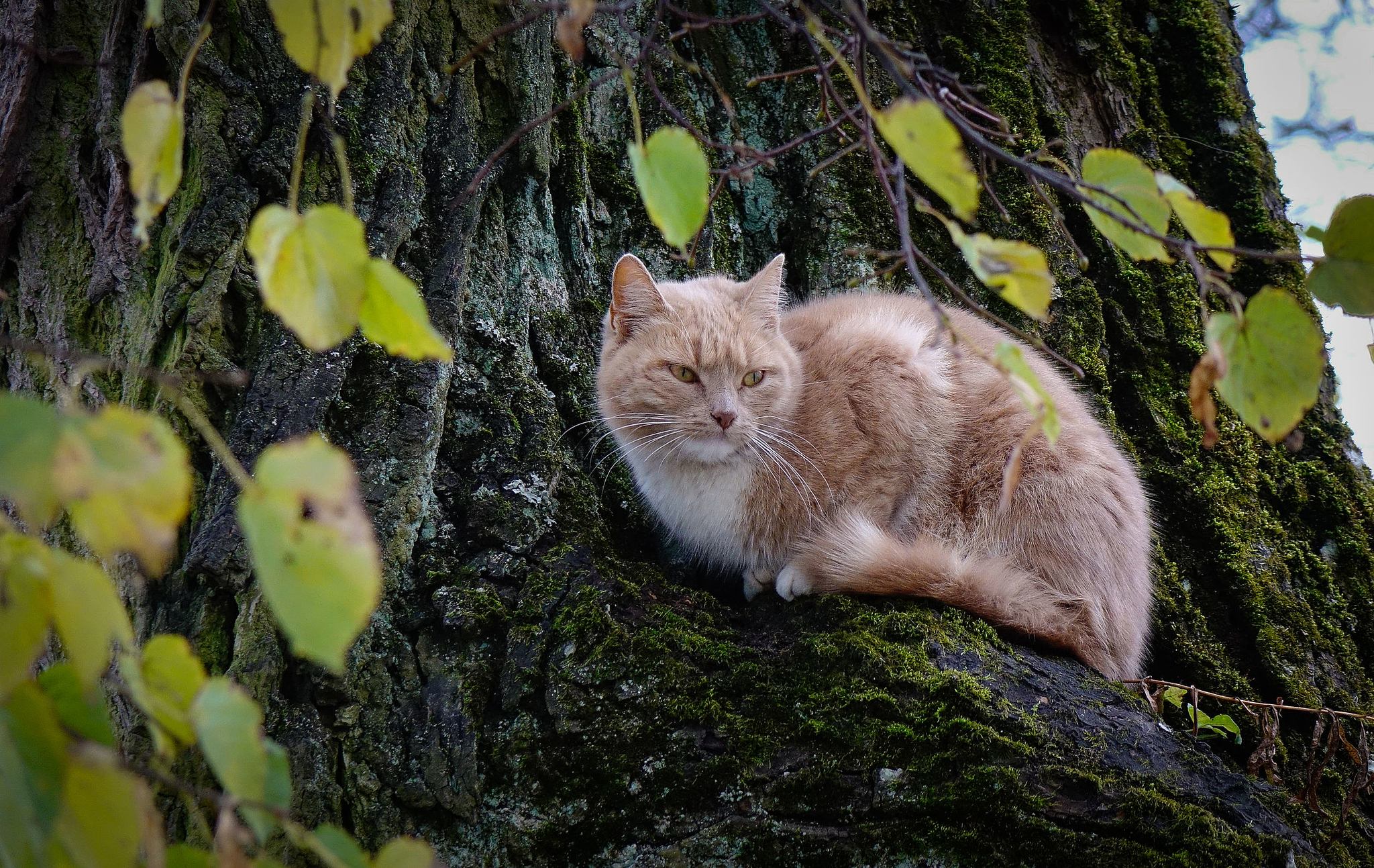 Why do cats get stuck in trees and not come down?