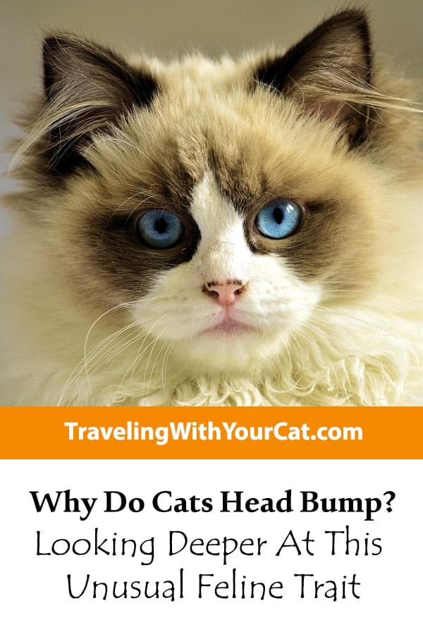 Why Do Cats Head Bump: Looking Deeper At This Unusual ...