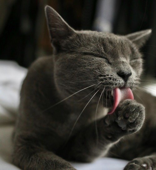 why do cats lick themselves
