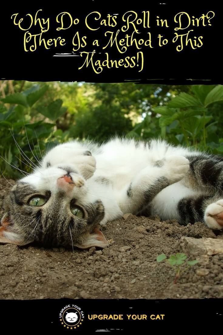 Why Do Cats Roll in Dirt? (5 Reasons to Explain This ...