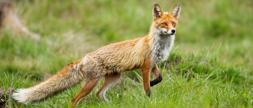 Why Do Foxes Scream At Night?