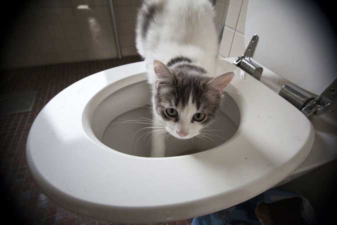 Why Does My Cat Drink From The Toilet ?  Causes And Cure ...