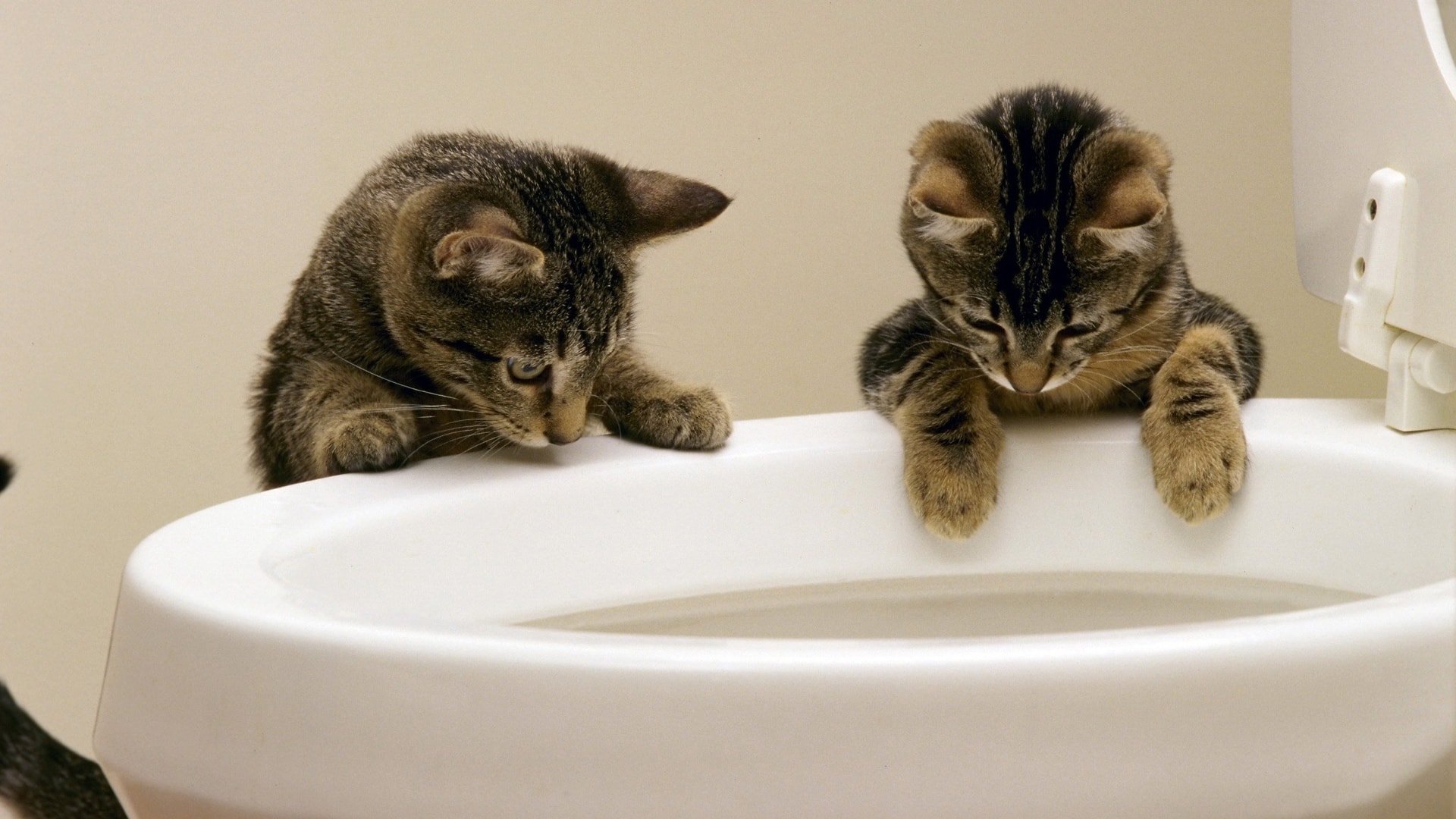 Why Does My Cat Drink from the Toilet?
