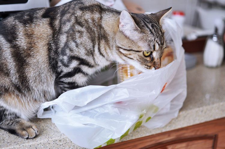 Why Does My Cat Lick Plastic Bags ?  Cats Love For ...