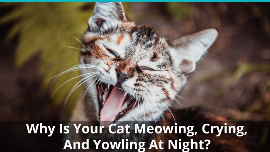 Why Does My Cat Meow, Cry, Or Yowl So Much At Night?