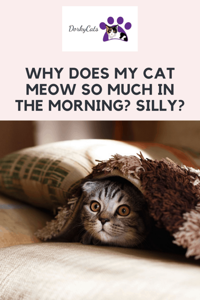 WHY DOES MY CAT MEOW SO MUCH IN THE MORNING? SILLY?