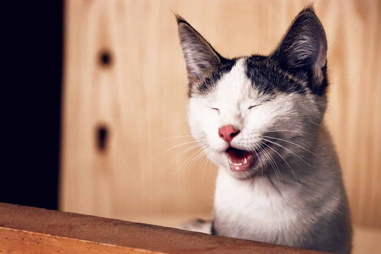 Why Does My Cat Meow When I Cough? 7 Possible Reasons