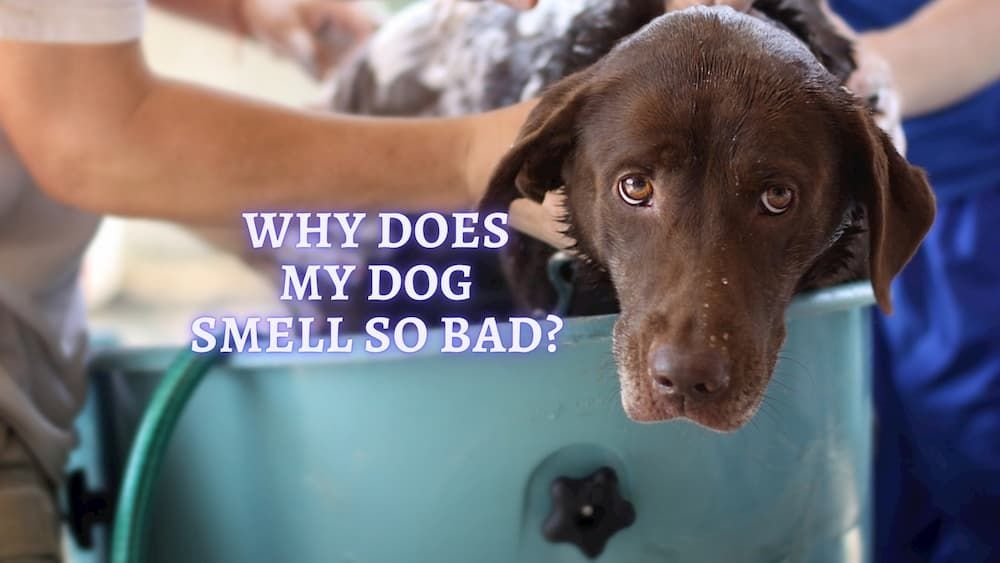 Why Does My Dog Smell So Bad?
