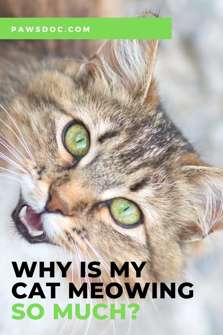 Why Is My Cat Meowing So Much?