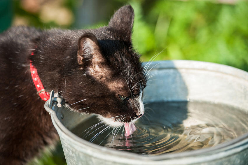 Why My Cat Drinking A Lot Of Water?