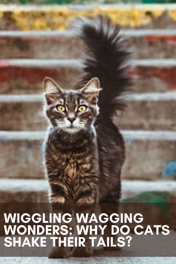 Wiggling Wagging Wonders: Why Do Cats Shake Their Tails ...