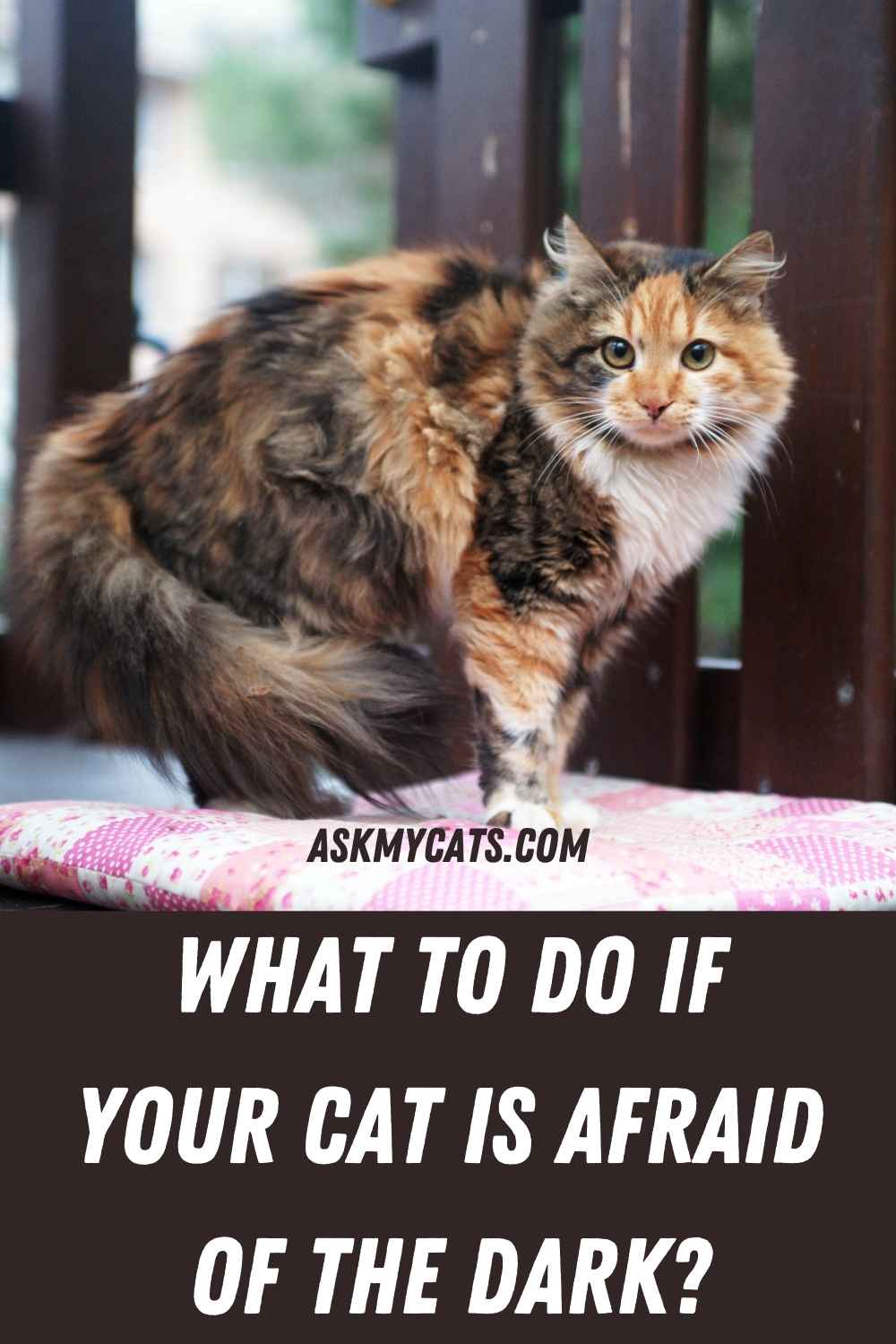 Are Cats Scared Of The Dark? Do They See Ghosts In Dark?