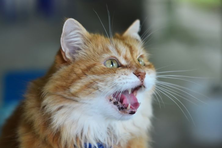 Ask the Vet: Why Does My Cat Howl At Night?
