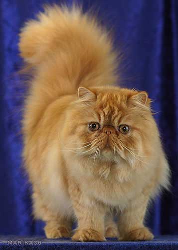 How Big Do Persian Cats Get
