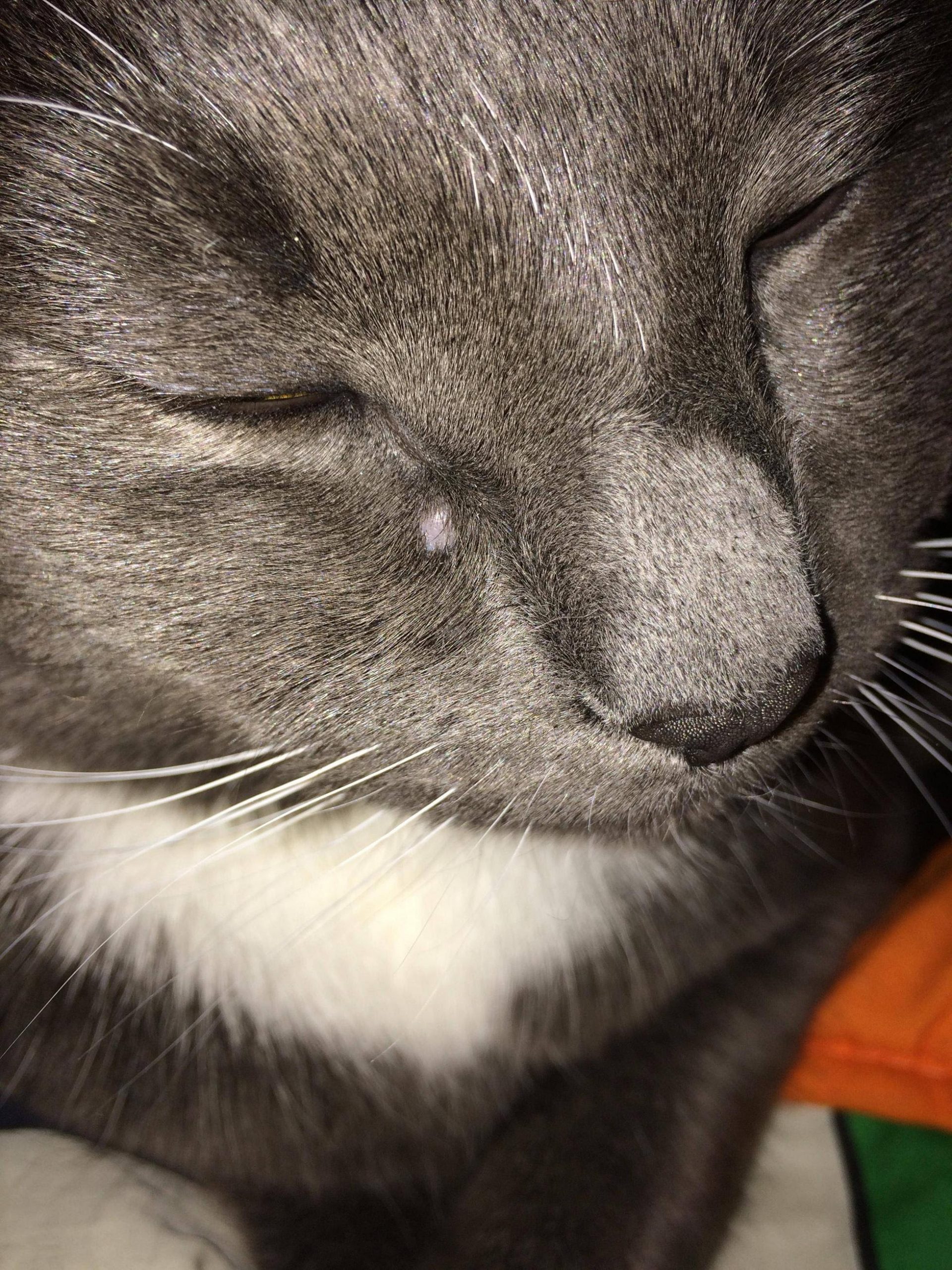 Red Bumps On Cats Head