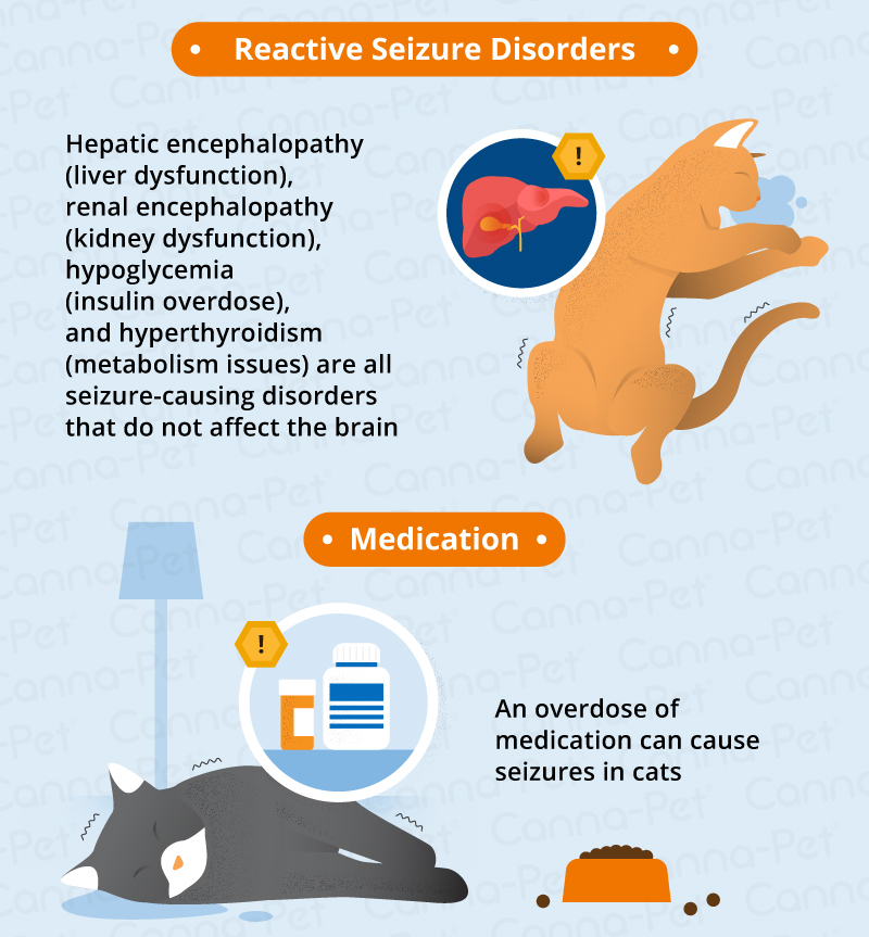 What Causes Seizures in Older Cats?