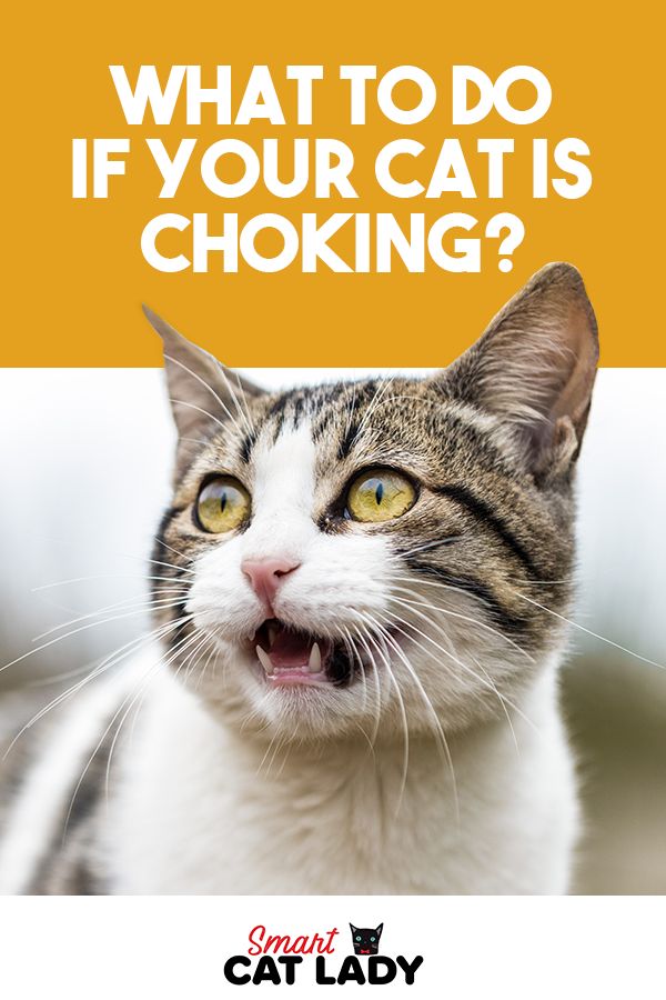 What to Do If Your Cat Is Choking