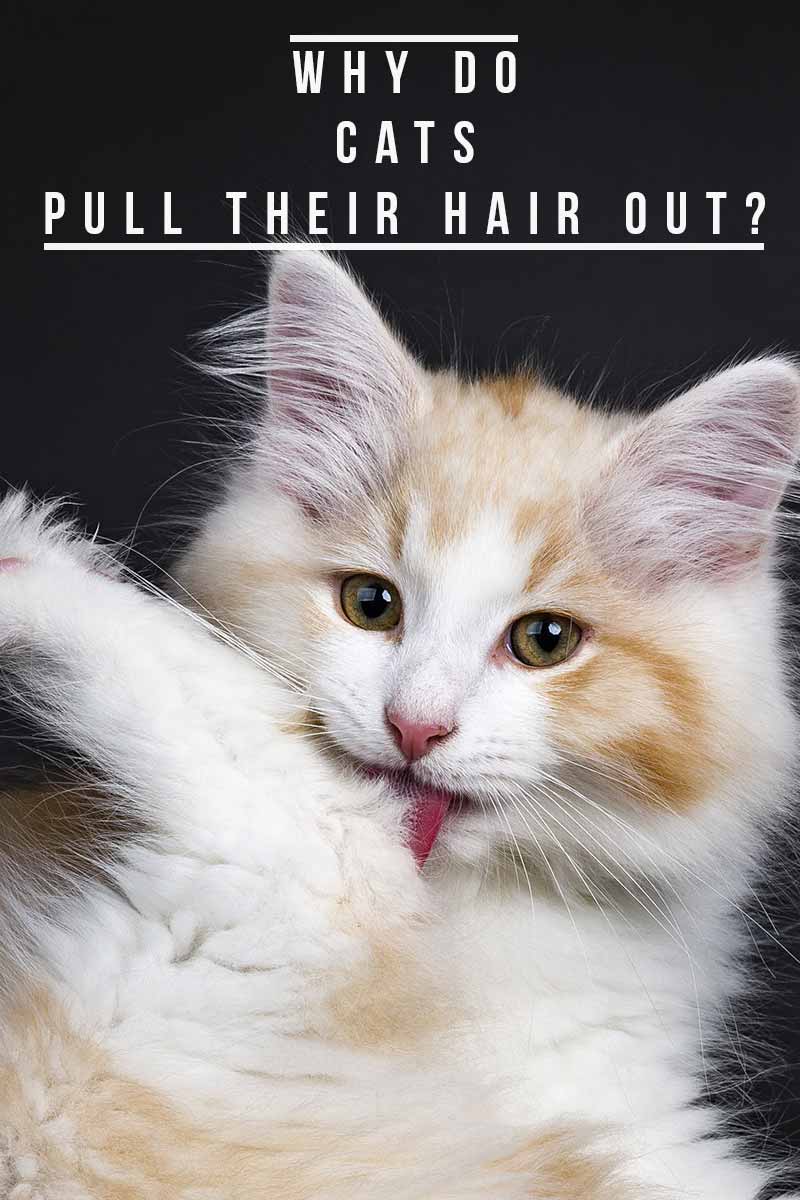 Why Do Cats Pull Out Their Hair? And How To Help Them Stop