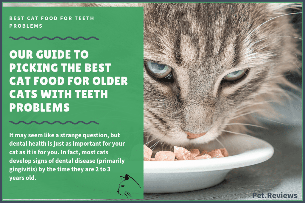 10 Best Commercial Cat Foods for Kidney Disease in 2020