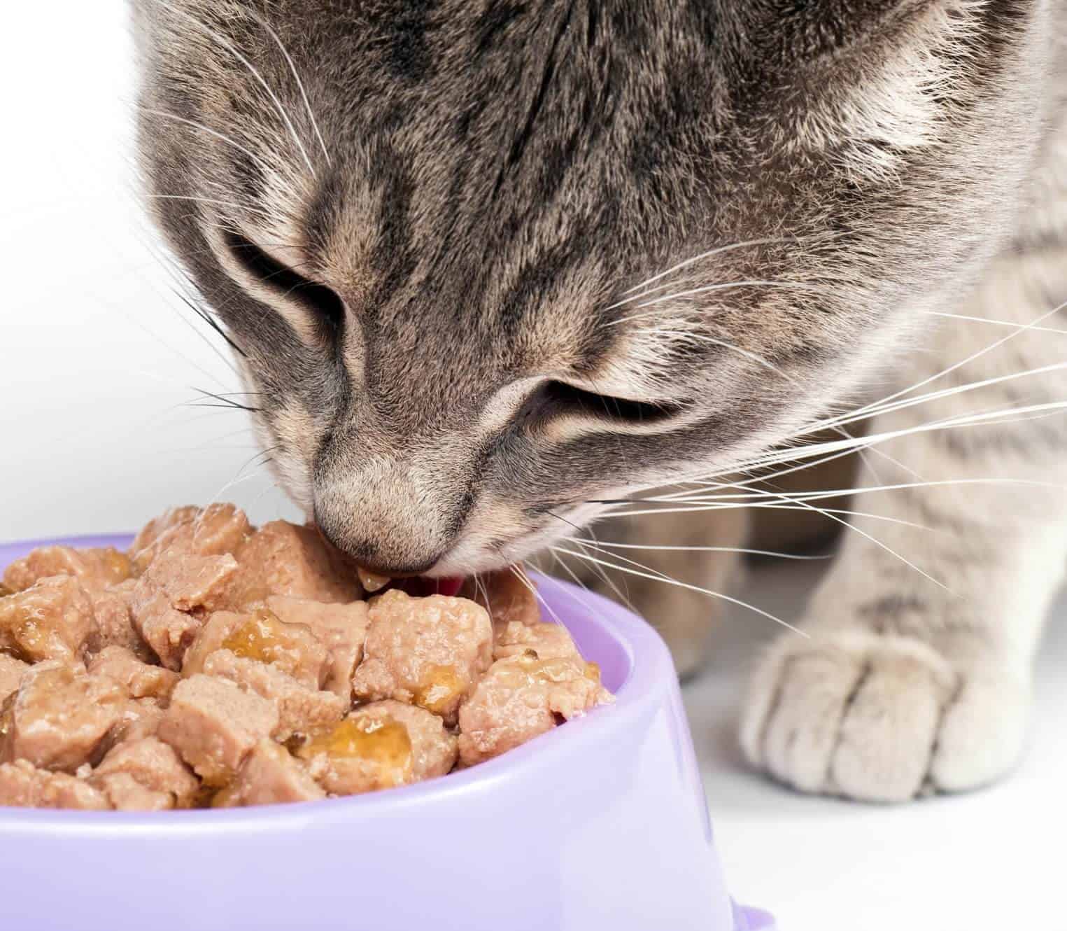 5 Best Indoor Cat Foods