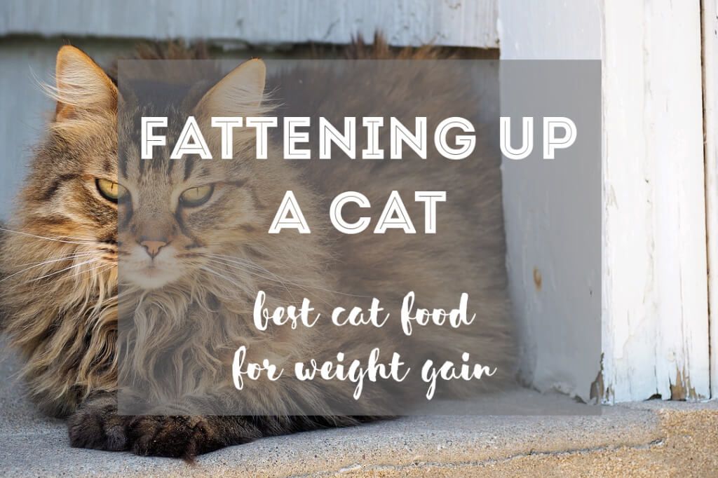 Best Cat Food to Gain Weight