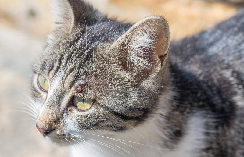 Can Cats Get Lyme Disease?